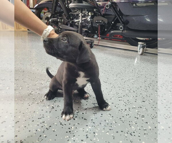 Medium Photo #3 American Staffordshire Terrier-Unknown Mix Puppy For Sale in Holly Springs, NC, USA