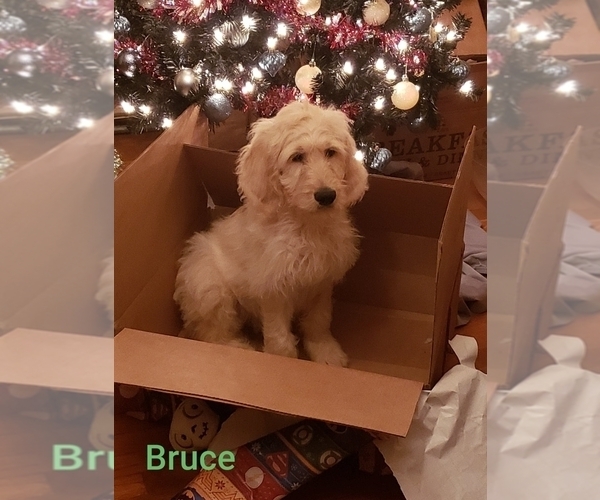 Medium Photo #9 Goldendoodle Puppy For Sale in EAST POINT, GA, USA