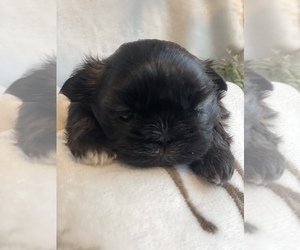 Shih Tzu Puppy for sale in CADILLAC, MI, USA