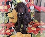 Puppy Kaia Goldendoodle