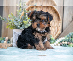 Small Photo #23 Yorkshire Terrier Puppy For Sale in GREENWICH, OH, USA