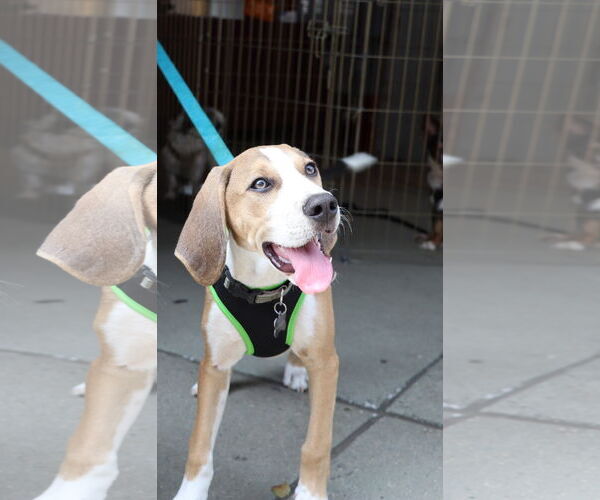 Medium Photo #8 Mutt Puppy For Sale in Morganville, NJ, USA