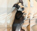 Small #3 Australian Shepherd-Catahoula Leopard Dog Mix