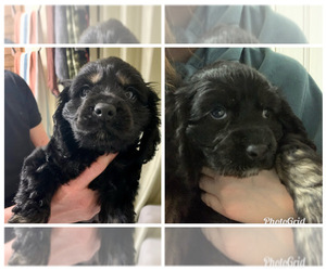 Cocker Spaniel Puppy for sale in OGDENSBURG, NY, USA