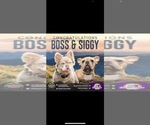 Small Photo #1 French Bulldog Puppy For Sale in MONCKS CORNER, SC, USA