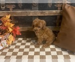 Small #4 Cavapoo (Miniature)