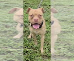 MAEKAR - Male Boxer-Unknown Mix Dog for Adoption - Small photo