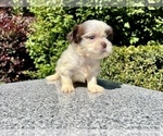 Small Photo #7 Shih Tzu Puppy For Sale in HAYWARD, CA, USA