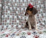 Small #6 Beagle