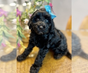 Australian Labradoodle Puppy for Sale in NAPLES, Florida USA