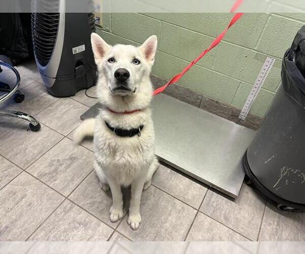 Medium Photo #1 Siberian Husky-Unknown Mix Puppy For Sale in Grand Prairie, TX, USA