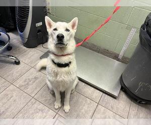 Siberian Husky-Unknown Mix Dogs for adoption in Grand Prairie, TX, USA