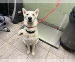 Small Siberian Husky Mix