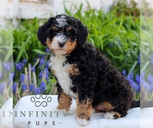 Bernedoodle (Miniature) Puppy for sale in EAST EARL, PA, USA