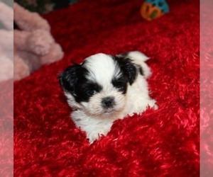 Shih Tzu Puppy for sale in THAYER, KS, USA