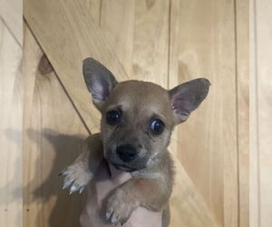 Chiweenie Dogs for adoption in Chico, CA, USA