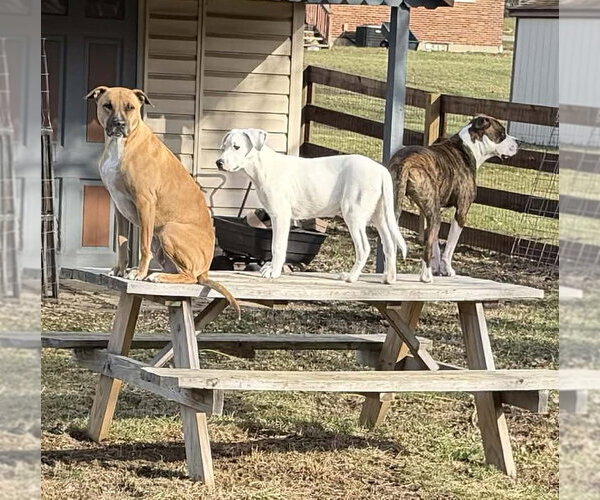 Medium Photo #13 Great Pyrenees-Unknown Mix Puppy For Sale in Germantown, OH, USA