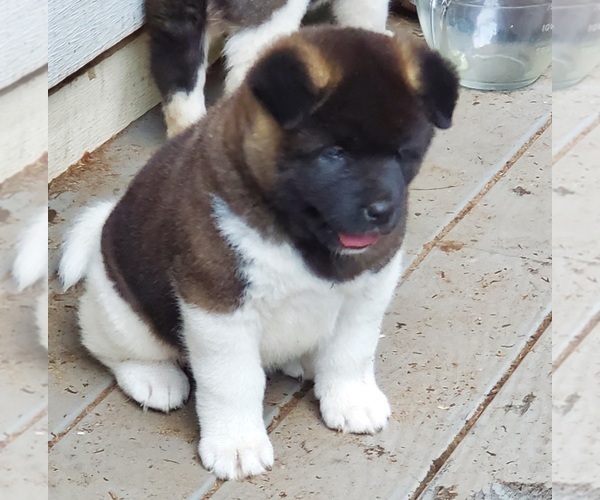 Medium Photo #3 Akita Puppy For Sale in LAKEBAY, WA, USA