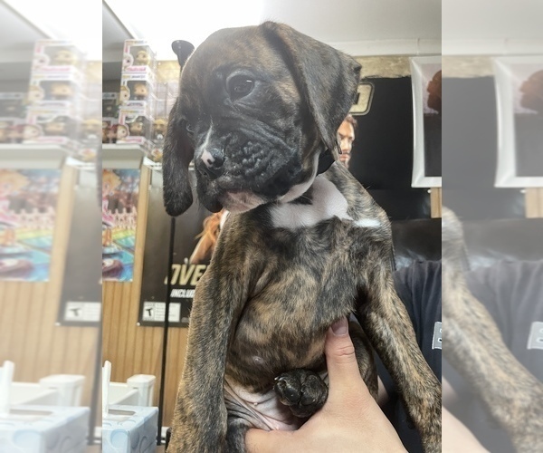 Medium Photo #7 Boxer Puppy For Sale in HAMILTON, NJ, USA