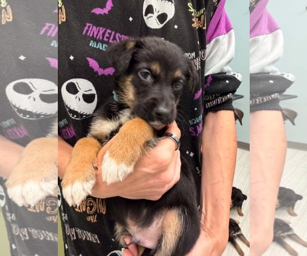 Medium Photo #1 German Shepherd Dog-Unknown Mix Puppy For Sale in Holly Springs, NC, USA