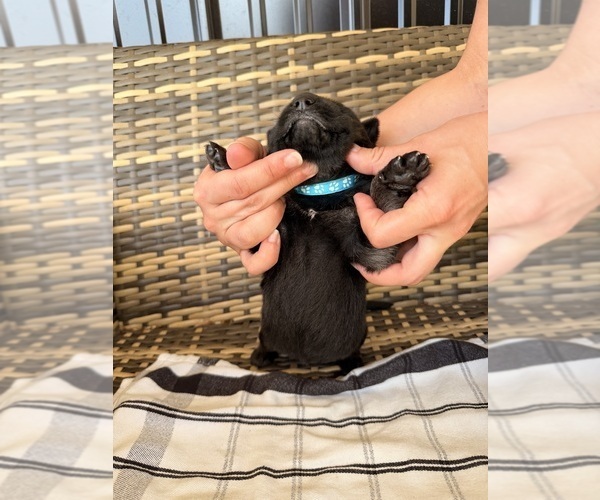 Medium Photo #20 German Shepherd Dog Puppy For Sale in ZANESVILLE, OH, USA