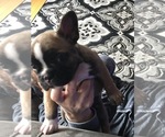 Small Photo #11 French Bulldog Puppy For Sale in SPARKS, NV, USA