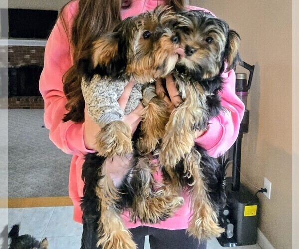 Medium Photo #5 Yorkshire Terrier Puppy For Sale in EAST BRIDGEWATER, MA, USA