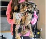 Small #4 Yorkshire Terrier