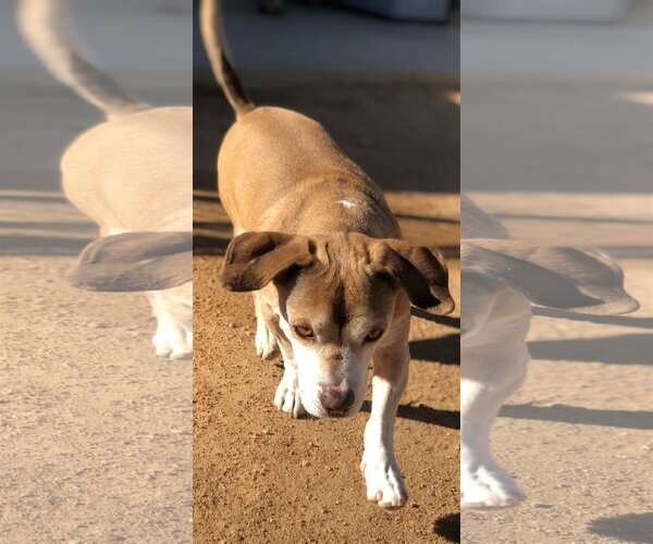Medium Photo #15 Beagle Puppy For Sale in Apple Valley, CA, USA