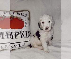 Medium Sheepadoodle