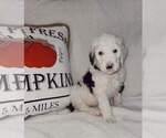 Small Photo #1 Sheepadoodle Puppy For Sale in DANVILLE, AL, USA