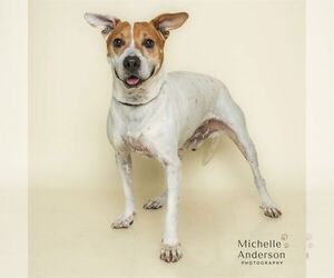 Mutt Dogs for adoption in Corona, CA, USA