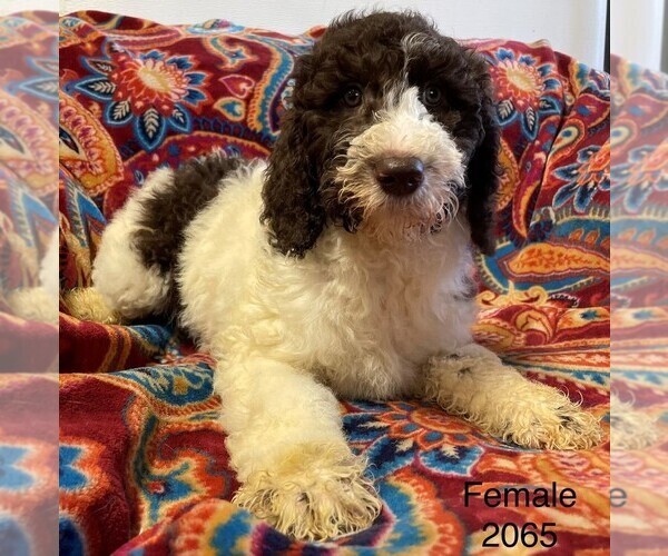 Medium Photo #2 Poodle (Standard) Puppy For Sale in CLARE, IL, USA