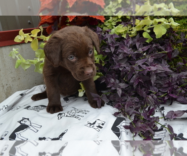 Medium Photo #30 Labrador Retriever Puppy For Sale in GREENWOOD, WI, USA