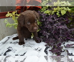 Puppy Lizzie Labrador Retriever