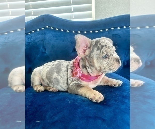 Medium Photo #5 French Bulldog Puppy For Sale in SAN JOSE, CA, USA