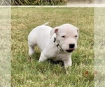 Small Photo #7 Dogo Argentino Puppy For Sale in SAN ANTONIO, TX, USA