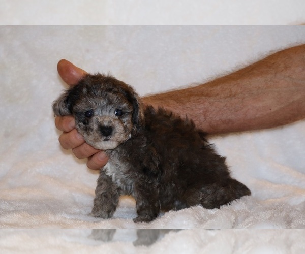 Medium Photo #7 Poodle (Toy) Puppy For Sale in DYERSBURG, TN, USA