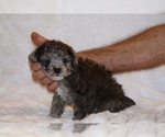 Small #6 Poodle (Toy)