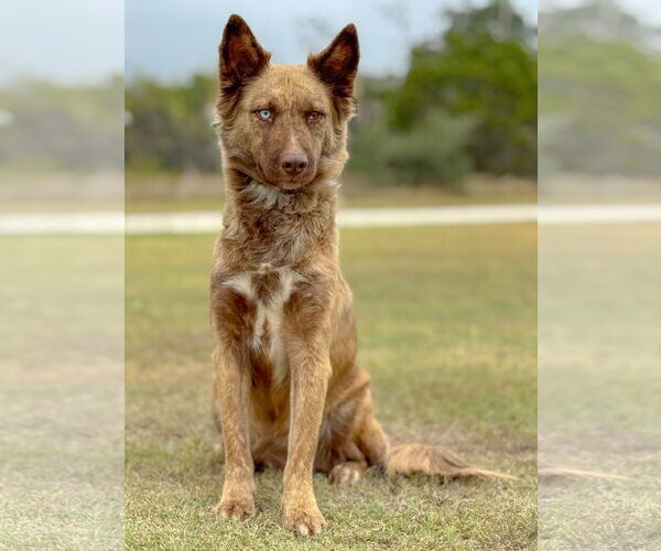 Medium Photo #1 Australian Shepherd-Unknown Mix Puppy For Sale in PIPE CREEK, TX, USA