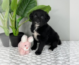 Golden Retriever-Miniature American Shepherd Mix Puppy for sale in FRANKLIN, IN, USA