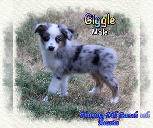 Miniature Australian Shepherd Puppy for sale in FORESTBURG, TX, USA