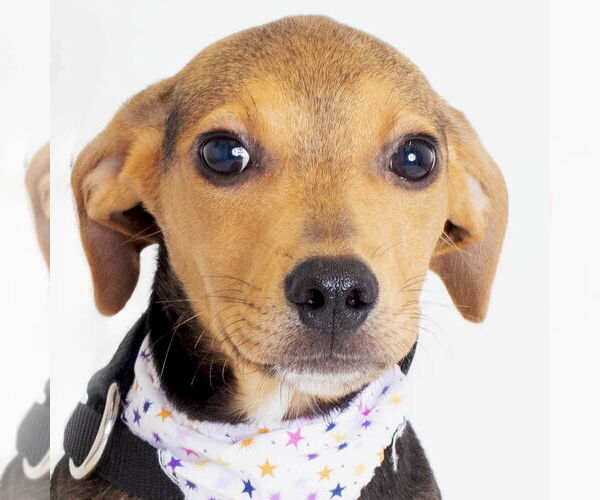 Medium Photo #1 Beagle-Unknown Mix Puppy For Sale in Jefferson, WI, USA