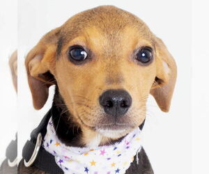 Beagle-Unknown Mix Dogs for adoption in Jefferson, WI, USA