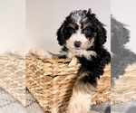 Small #2 Bernedoodle (Miniature)