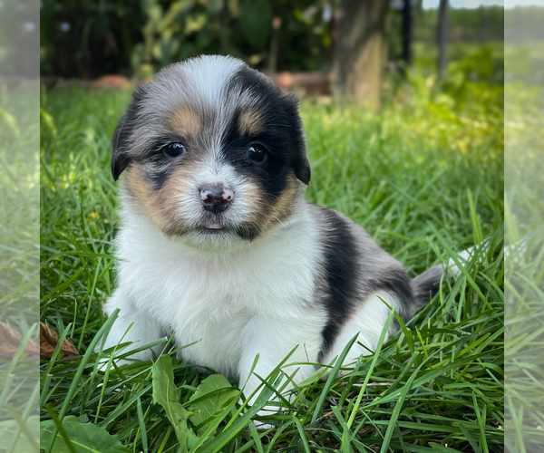 Medium Photo #1 Shorgi Puppy For Sale in FAIRBANK, IA, USA