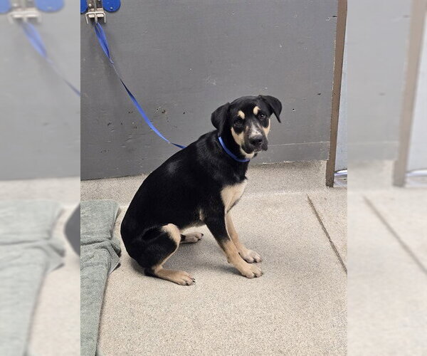 Medium Photo #1 Black and Tan Coonhound-Unknown Mix Puppy For Sale in Tallahassee, FL, USA