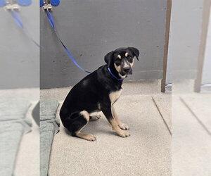 Black and Tan Coonhound-Unknown Mix Dogs for adoption in Tallahassee, FL, USA