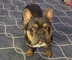 Father of the French Bulldog puppies born on 08/22/2025