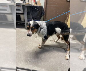 Border Collie Dogs for adoption in Stockton, CA, USA